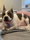 Tallulah