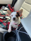 Little P