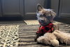 Bocelli