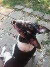 Mavis2