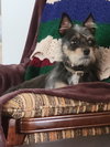 Lokie