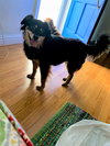 Lassie