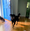 Lassie