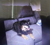 Lassie