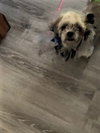 Tasha