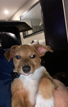 Cheech