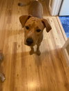 Clancey