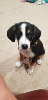 Biscotti