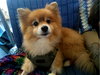 Chico
