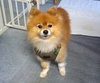 Chico