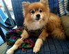 Chico