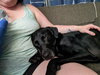 Syler COURTESY POST