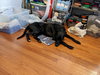 Syler COURTESY POST