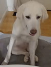 Nezzie