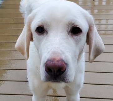 Nezzie