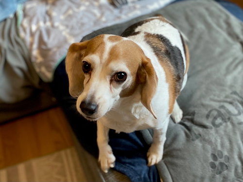 Myla