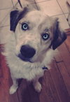 Kosmo