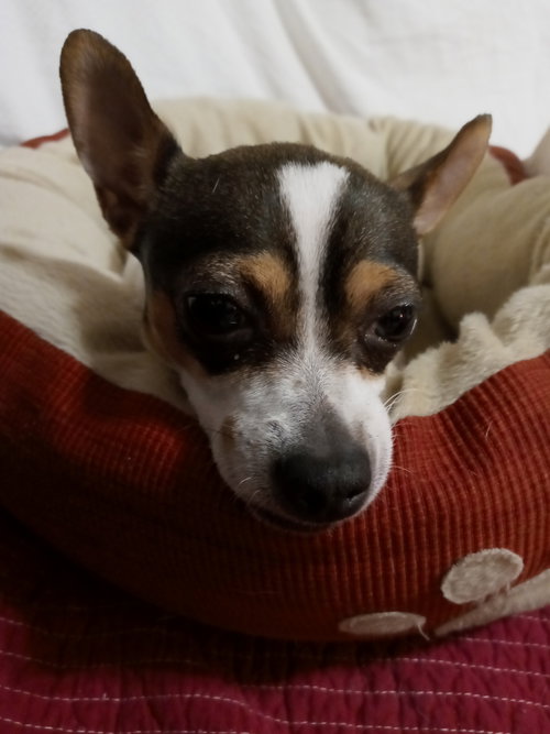 Leera