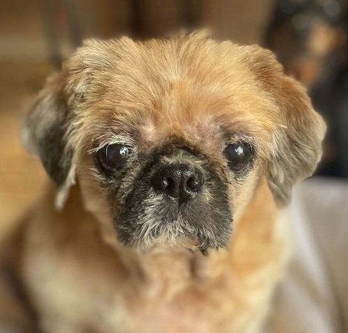 Tinkerbellanne