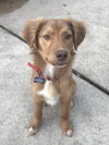 Boone