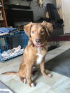 Boone