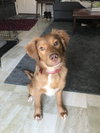 Boone
