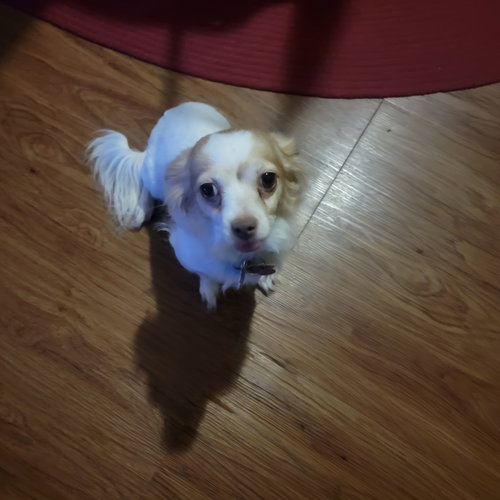 Princess Leia