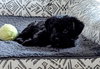 Tula