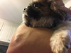 Bootsie