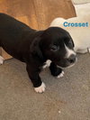 Crossett