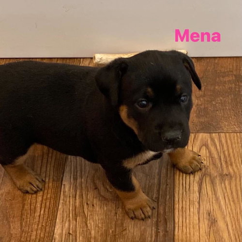 Meena