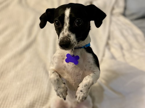 Skipper