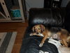 Sharla