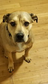 Jersey-Roxy