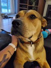 Jersey-Roxy