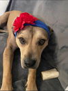 Jersey-Roxy