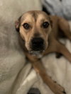 Jersey-Roxy