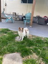 Rocco