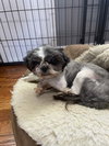 Barclay