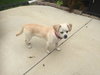 Luluby