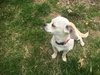 Luluby