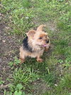 Bess