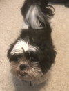 Miley Moo
