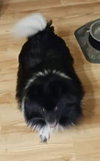 Molly Belle