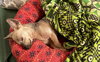 Care Bear