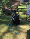 Stella Blue