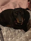 Snooks