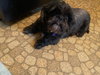 Agatha