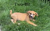 Two-bit
