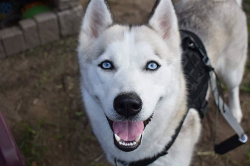 Kiona